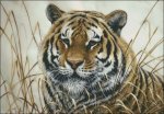 (image for) Tiger JT